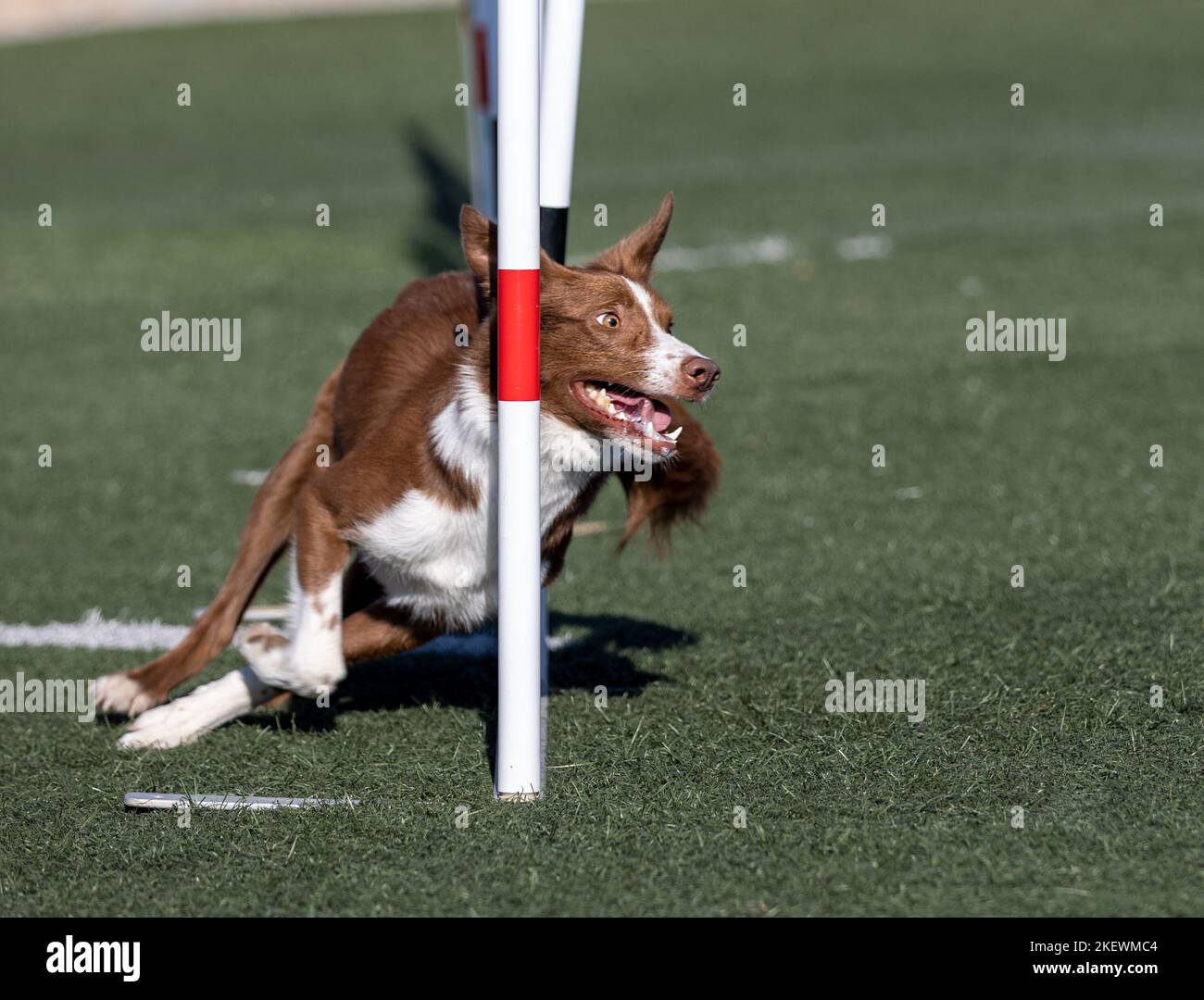 Concours d'agilité de saut de chien Banque D'Images