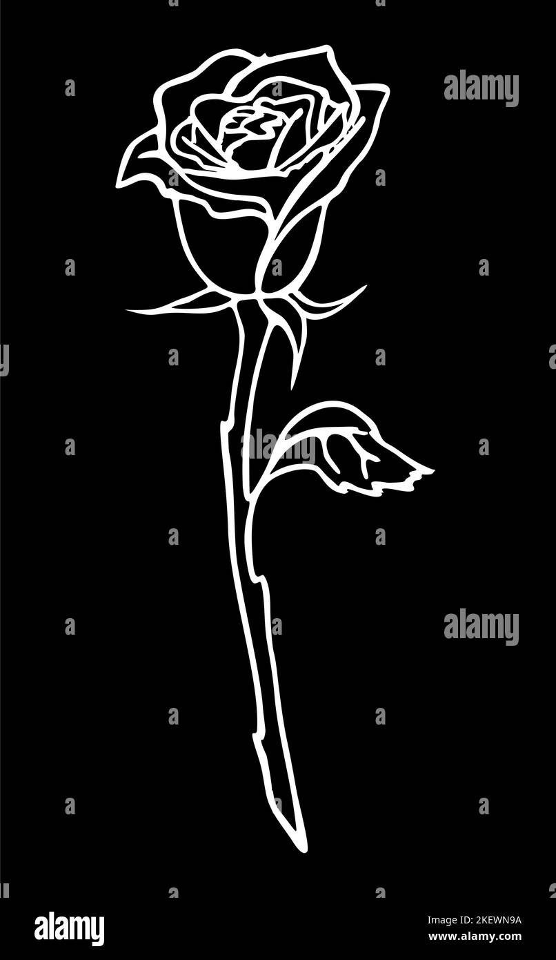 dessin blanc d'une grande fleur rose sur fond noir, élément isolé, décor Banque D'Images
