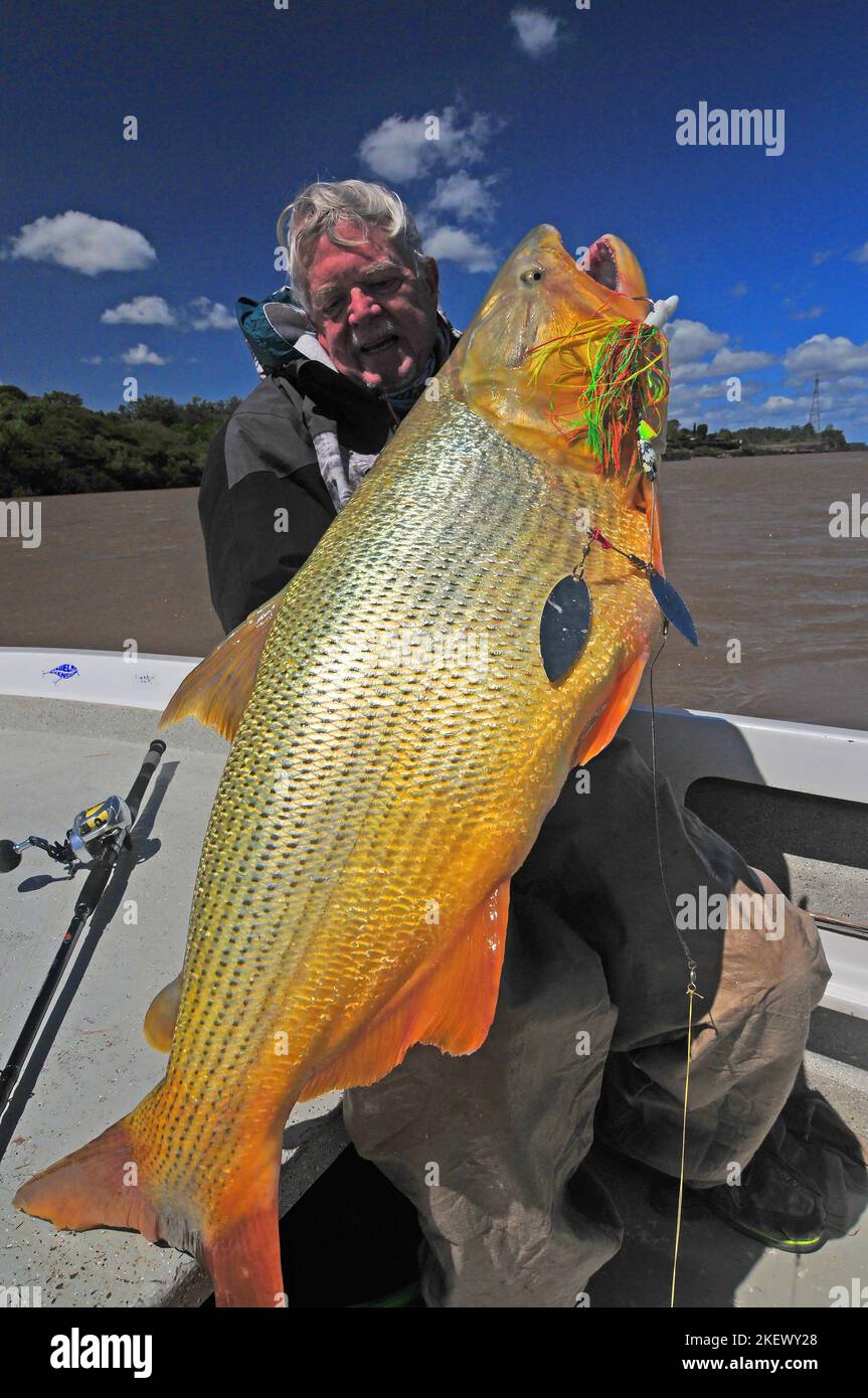 Un pêcheur à la ligne lève un monstre doré dorado pris dans le fleuve Uruguay à la Zona Argentine. Quarante et cinquante paounds sont des trophées dont il faut être fier. Banque D'Images