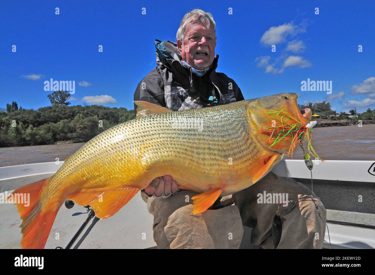 Un pêcheur à la ligne lève un monstre doré dorado pris dans le fleuve Uruguay à la Zona Argentine. Quarante et cinquante paounds sont des trophées dont il faut être fier. Banque D'Images
