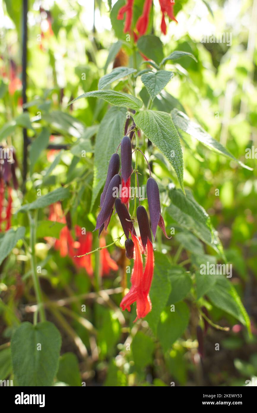 Fleurs rouges laminaceae salvia dombeyi dans le jardin. L'été et le printemps Banque D'Images