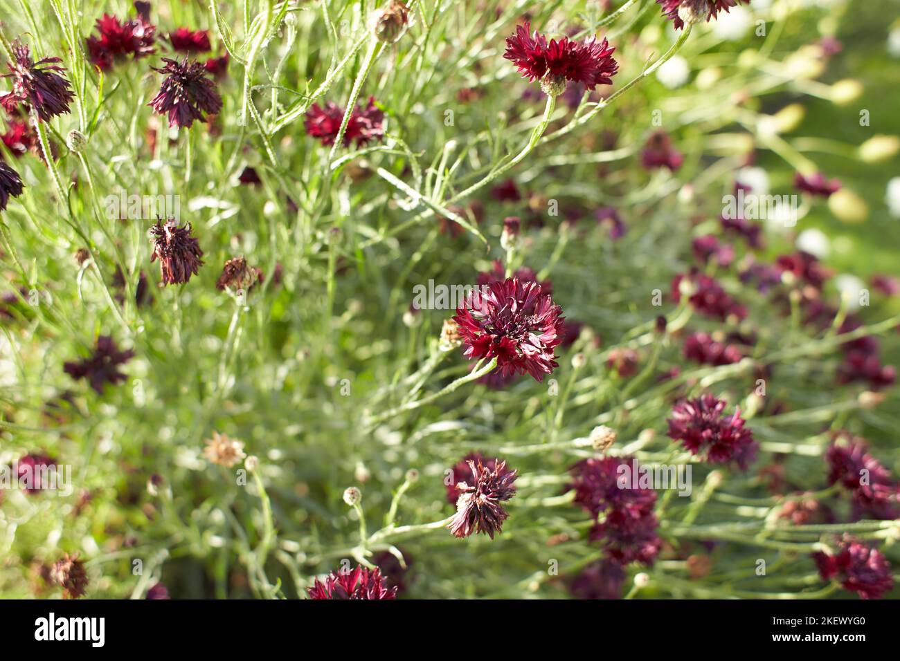 Fleurs rouges Centaurea cyanus 'Black Gem' dans le jardin. “Boutons de baccalauréat” dans le lit de fleurs. L'été et le printemps Banque D'Images
