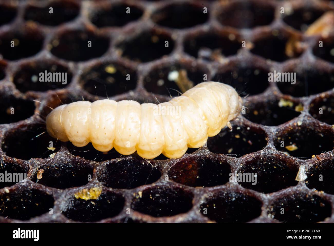 Mite galleria mellonella Banque de photographies et d’images à haute ...