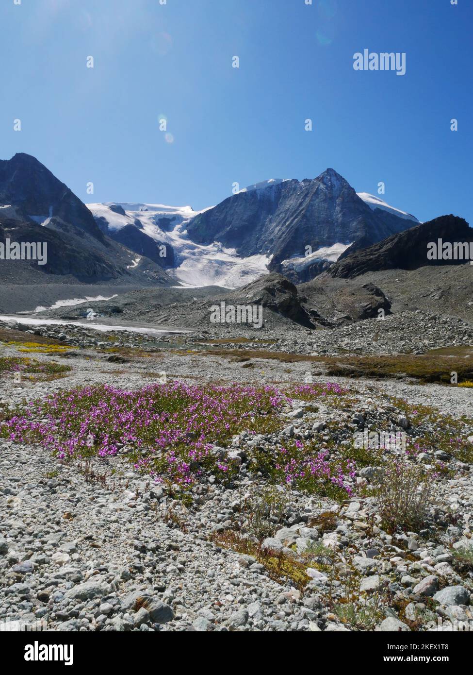 Une sélection de fleurs alpines dans les Alpes européennes. Toutes les images prises par moi-même tout en explorant et en découvrant la nature des Alpes. Banque D'Images
