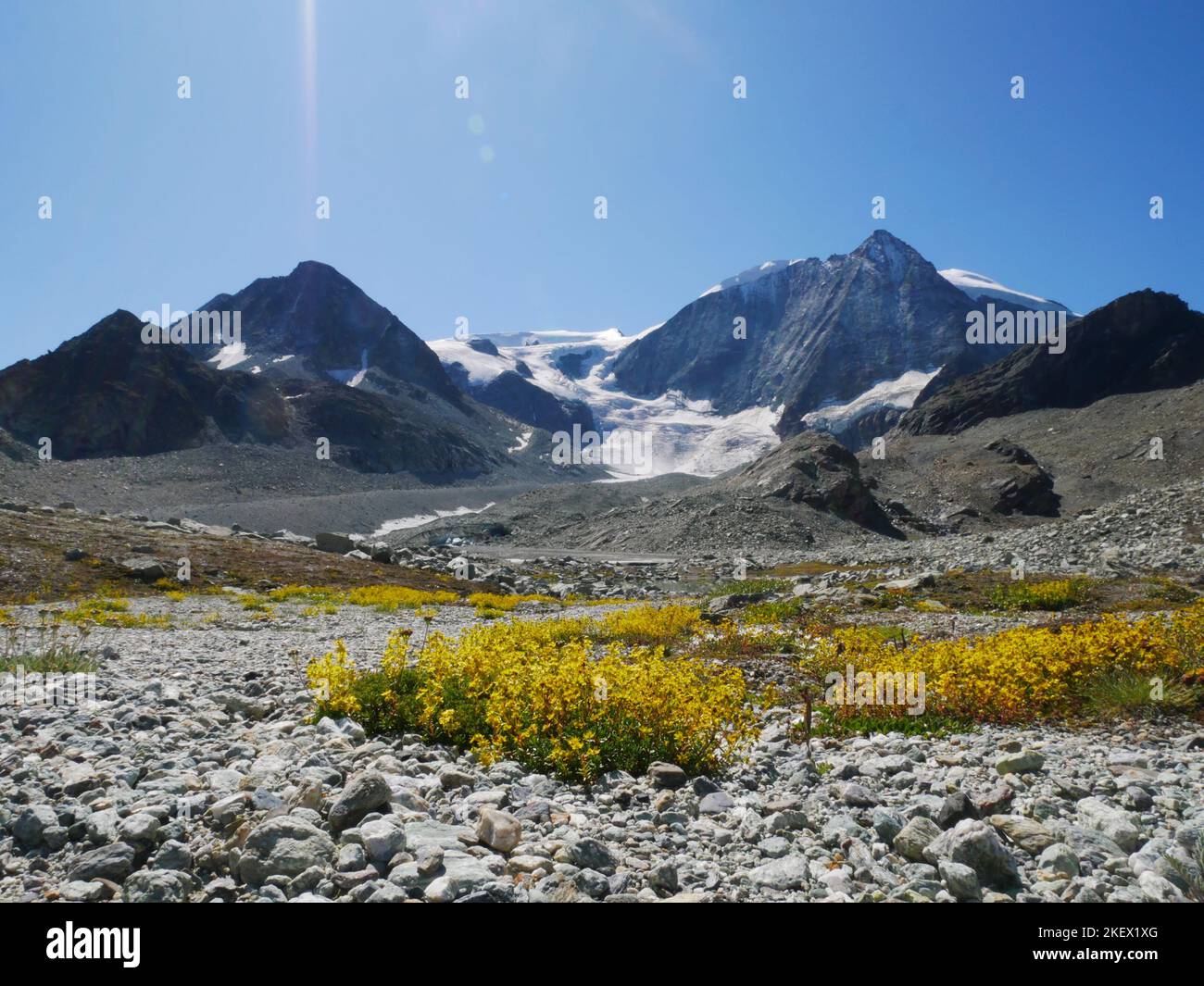 Une sélection de fleurs alpines dans les Alpes européennes. Toutes les images prises par moi-même tout en explorant et en découvrant la nature des Alpes. Banque D'Images
