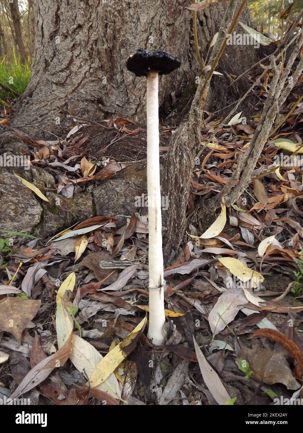 Champignons sauvages dans une jeune forêt au bord du Danube. Banque D'Images