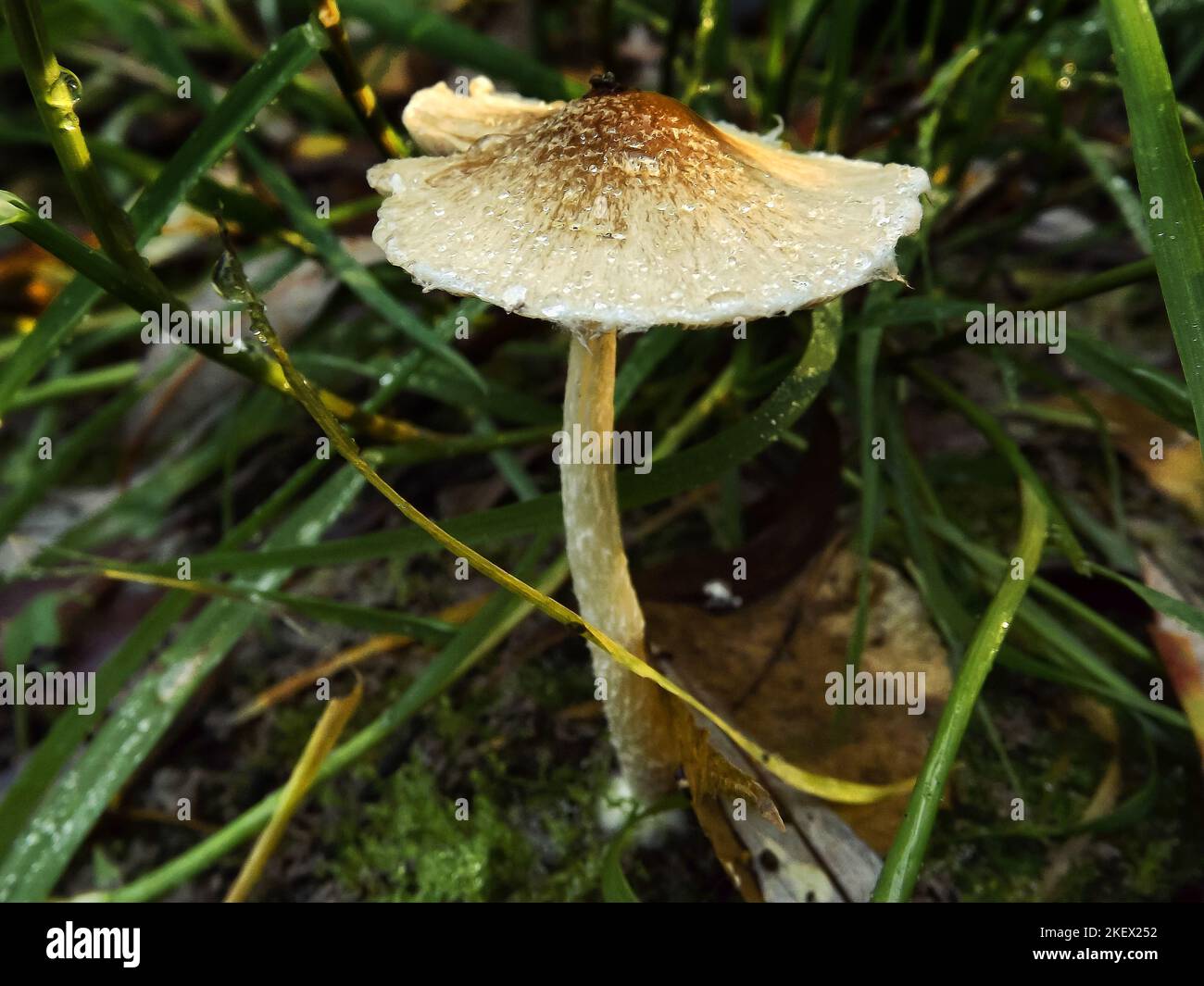 Champignons sauvages dans une jeune forêt au bord du Danube. Banque D'Images