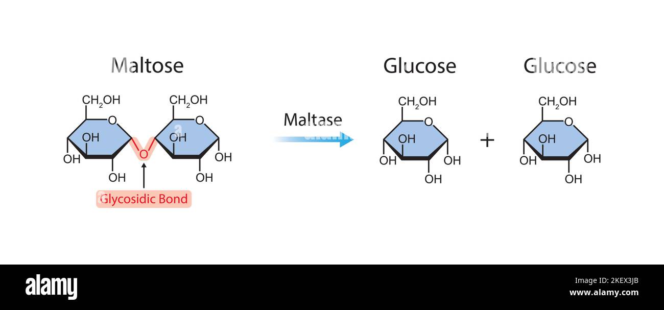 Conception scientifique de l'effet enzymatique de la maltase sur la molécule de maltose. Symboles colorés. Illustration vectorielle. Illustration de Vecteur