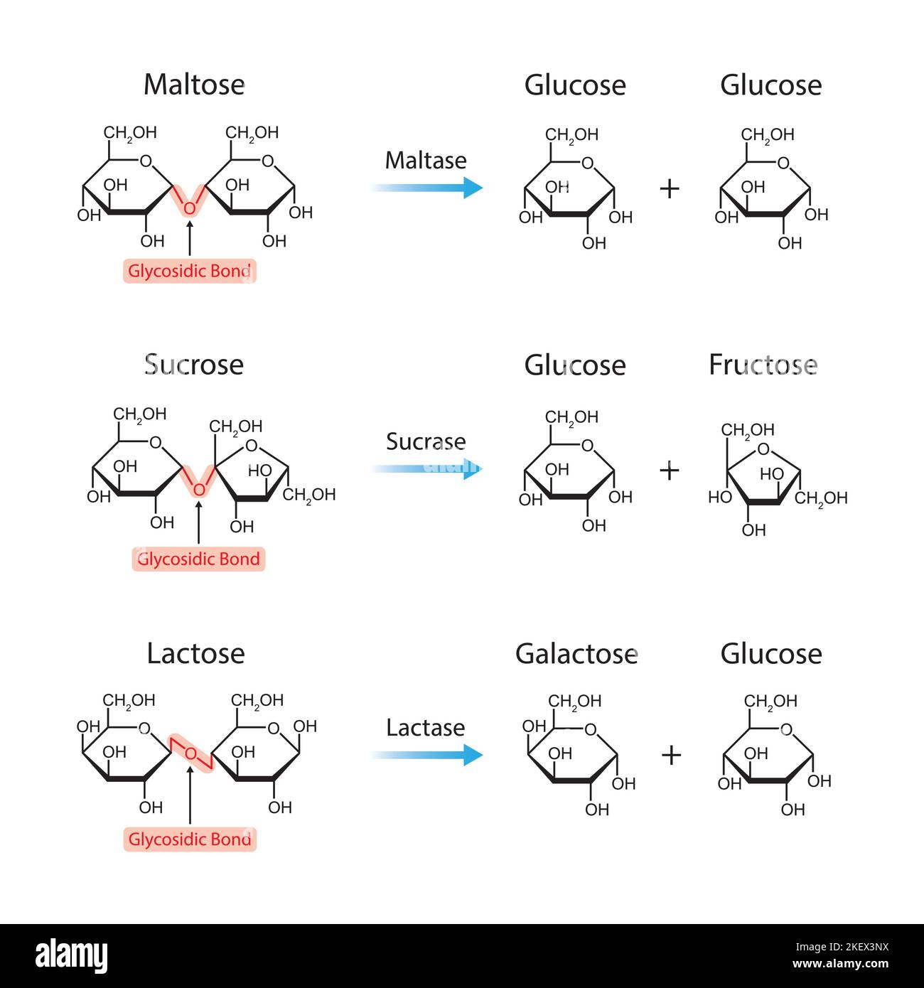 Conception scientifique de la digestion des disaccharides. Les enzymes de la maltase, de la sucrase et de la lactase affectent les molécules de disaccharides. Symboles colorés. Illustration vectorielle Illustration de Vecteur