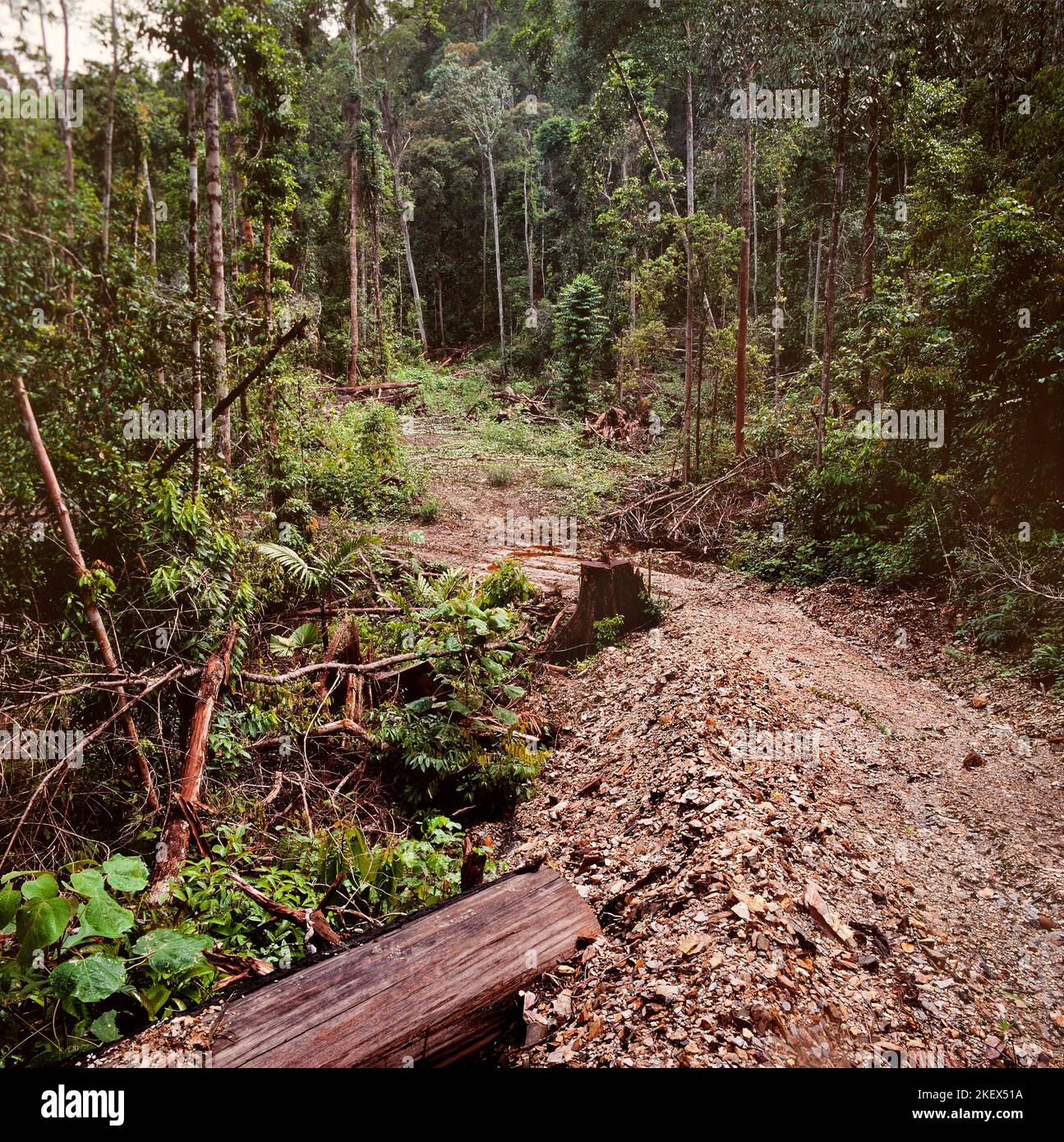 Exploitation forestière illégale, limite du parc national de Mulu, Sarawak, Bornéo, 1982 Banque D'Images