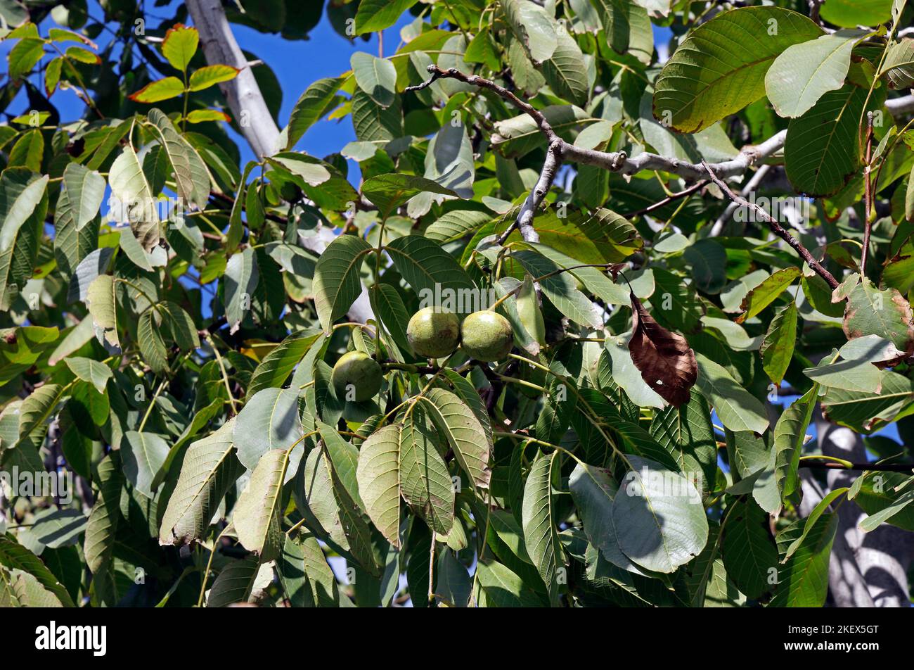 Les noix mûrissent sur l'arbre. Lesbos. Juglandaceae. Octobre 2022. Automne. Banque D'Images