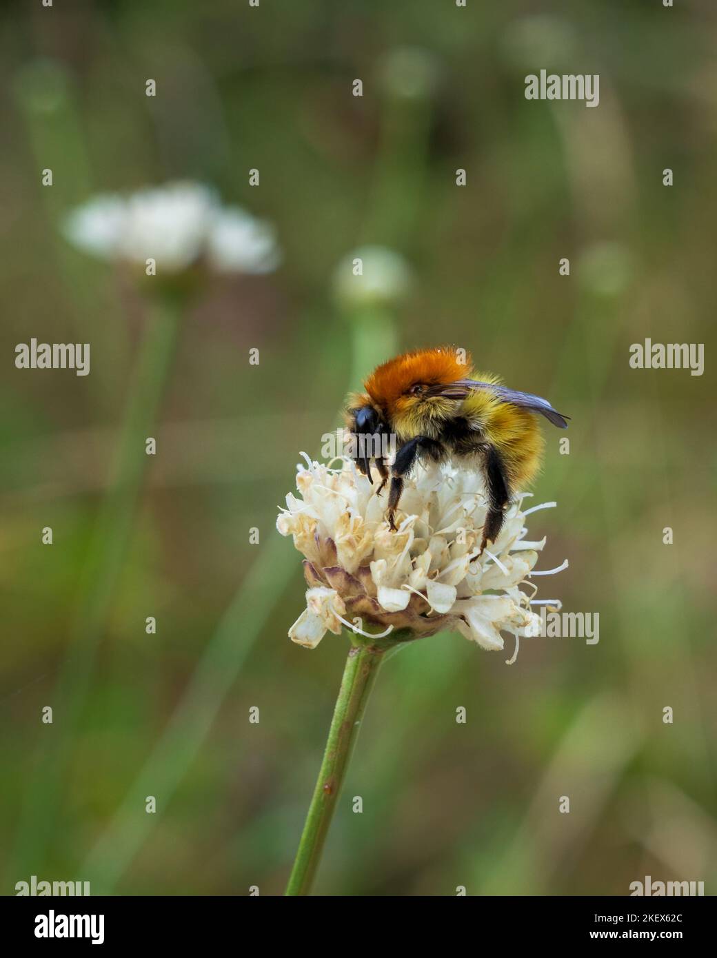 Vue rapprochée de l'élevage isolé de bourdons sur une fleur blanche de céphaliria leucantha dans un pré en été Banque D'Images