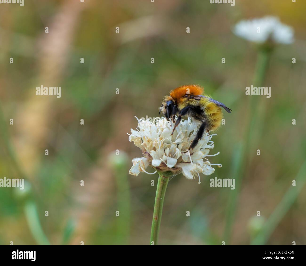 Gros plan sur les bourdons colorés sur la fleur blanche de céphalie leucantha dans un pré le matin de l'été Banque D'Images