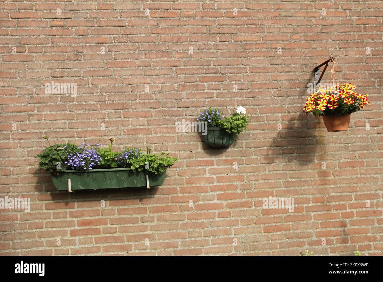 trois jardinières avec pétunias, lobélias et géraniums à un mur en pierre dans un jardin Banque D'Images