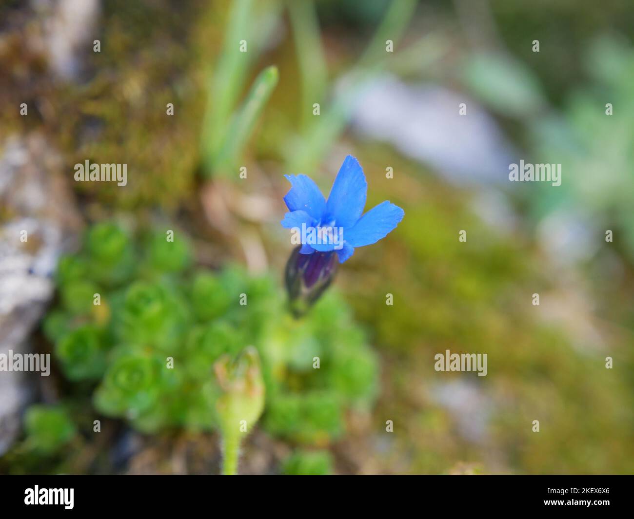 Photos de fleurs alpines prises en marchant dans les Alpes suisses Banque D'Images