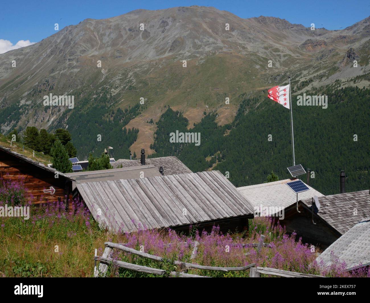 Images de paysages et fleurs sauvages de montagne prises en marchant sur la haute route des Walker dans les Alpes suisses Banque D'Images