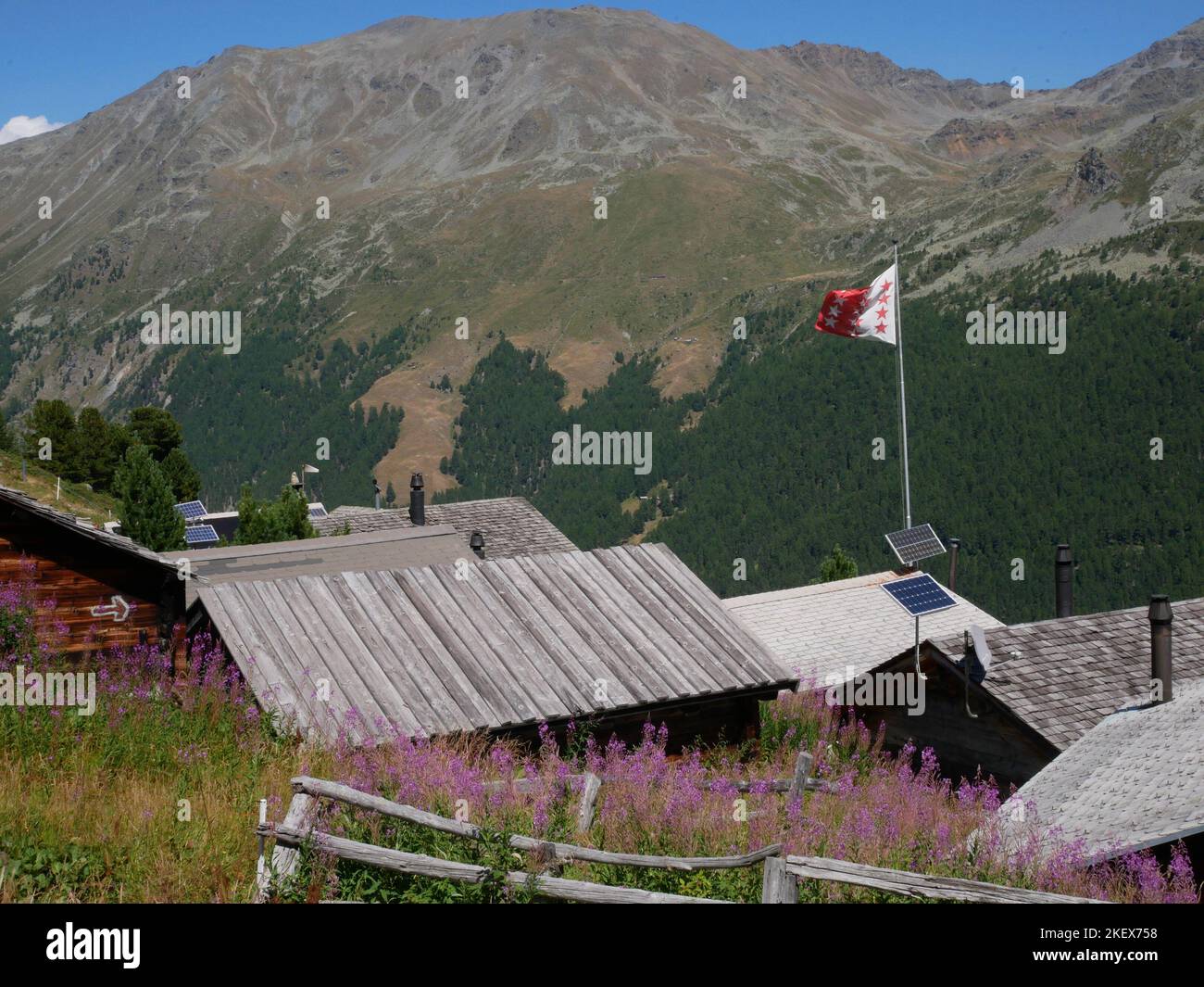 Images de paysages et fleurs sauvages de montagne prises en marchant sur la haute route des Walker dans les Alpes suisses Banque D'Images