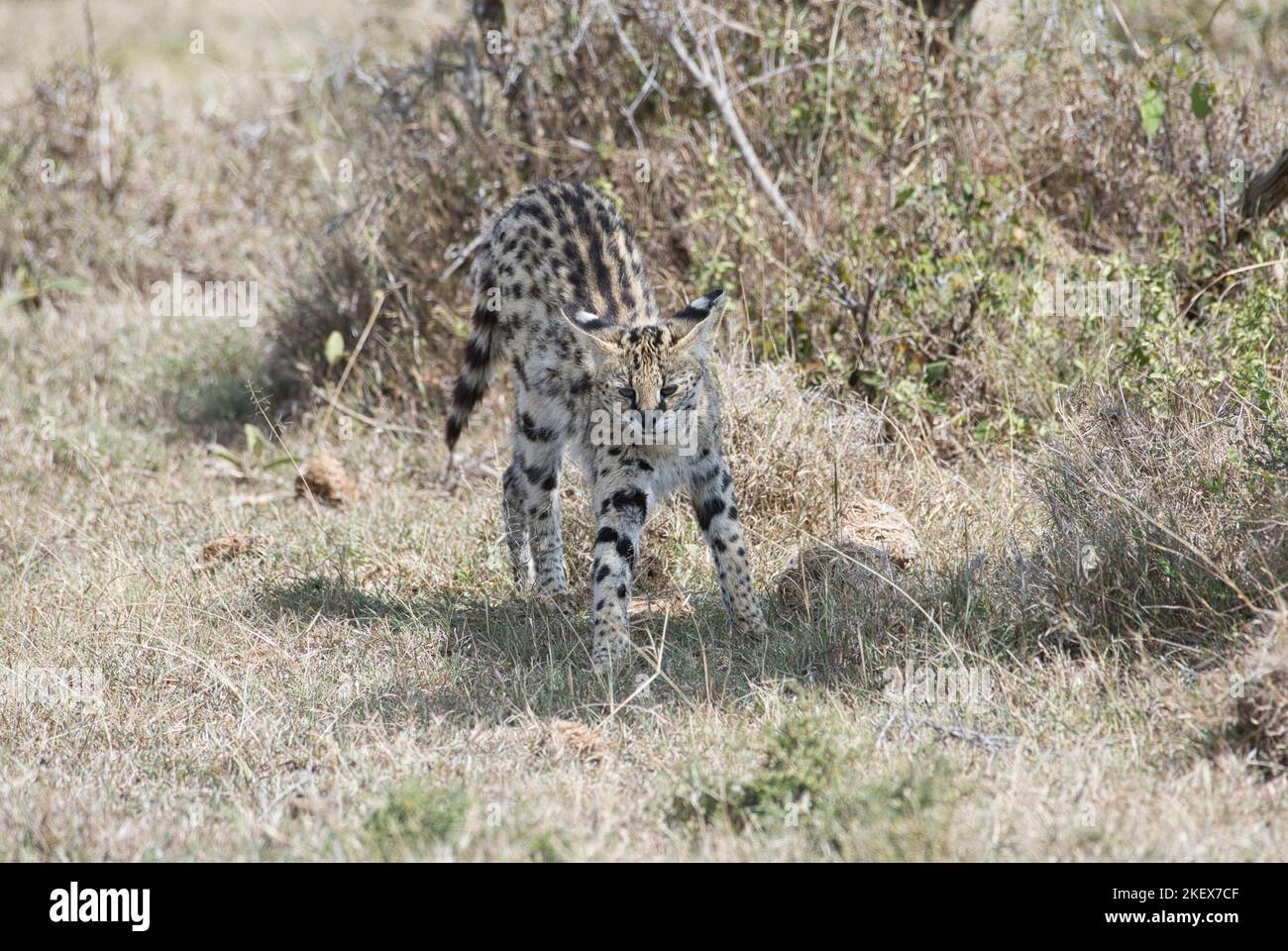 Serval chat (Felis serval) s'étirant avant de partir Banque D'Images