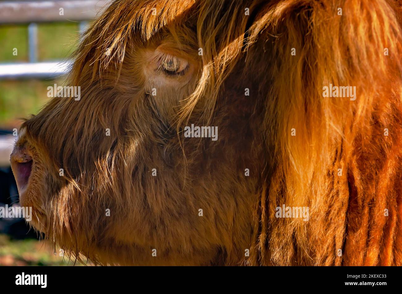 Une vache écossaise des Highlands (Bos taurus taurus) repose dans un stylo lors des Jeux écossais des Highlands annuels, le 13 novembre 2022, à Gulfport, Mississippi. Banque D'Images