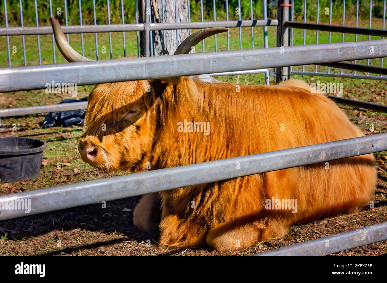 Une vache écossaise des Highlands (Bos taurus taurus) repose dans un stylo lors des Jeux écossais des Highlands annuels, le 13 novembre 2022, à Gulfport, Mississippi. Banque D'Images