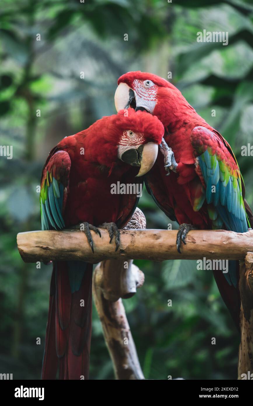 Perroquets de Macaw à ailes vertes, oiseaux exotiques Banque D'Images
