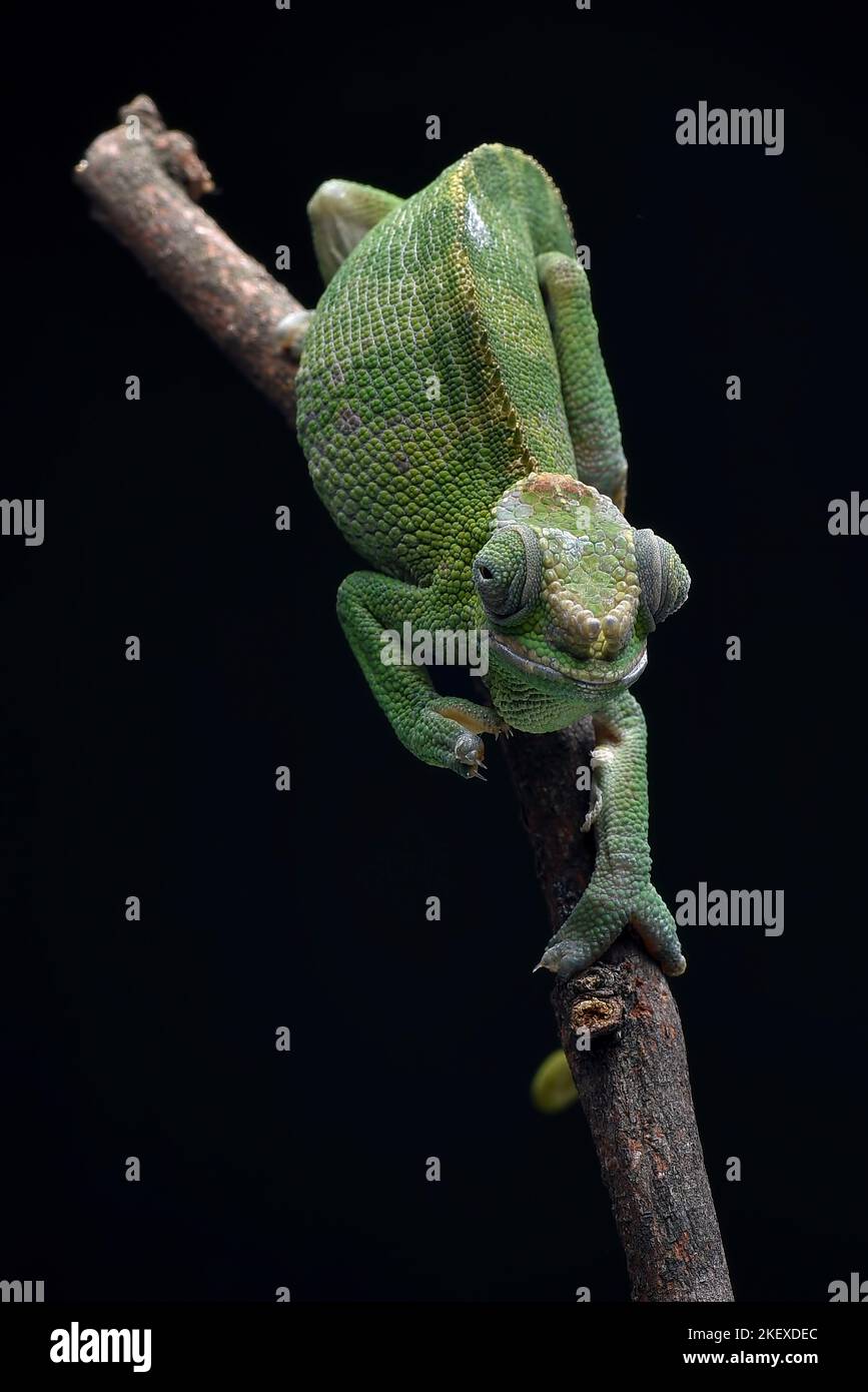 femelle fischer caméléon sur une branche d'arbre Banque D'Images