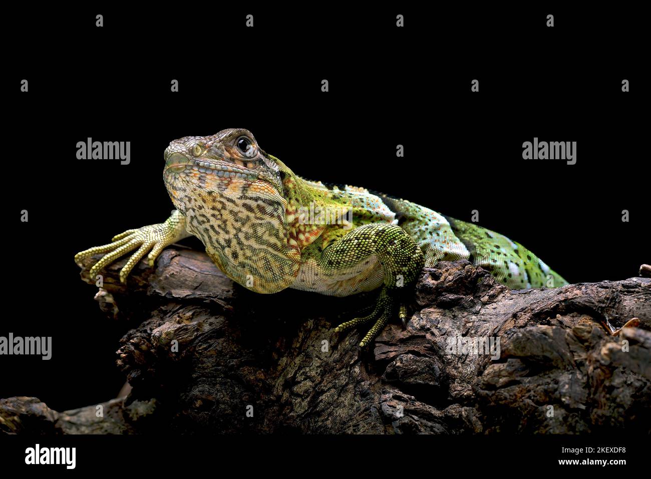 Iguana à queue épineuse noire sur un arbre Banque D'Images