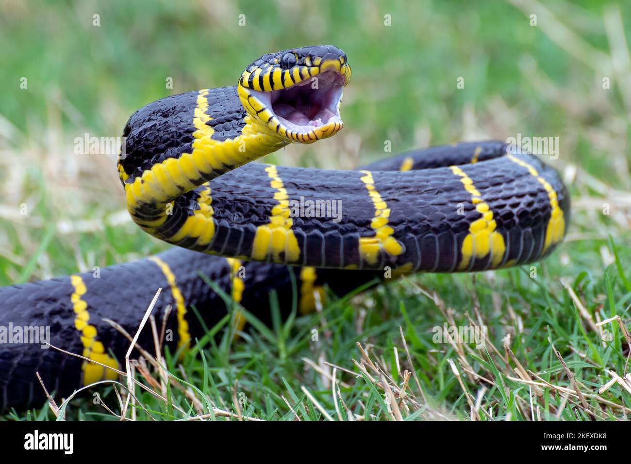 Furieux le serpent de chat à anneau d'or, essayant d'attaquer Banque D'Images
