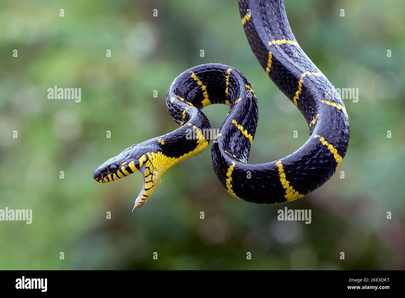 Furieux le serpent de chat à anneau d'or, essayant d'attaquer. Banque D'Images