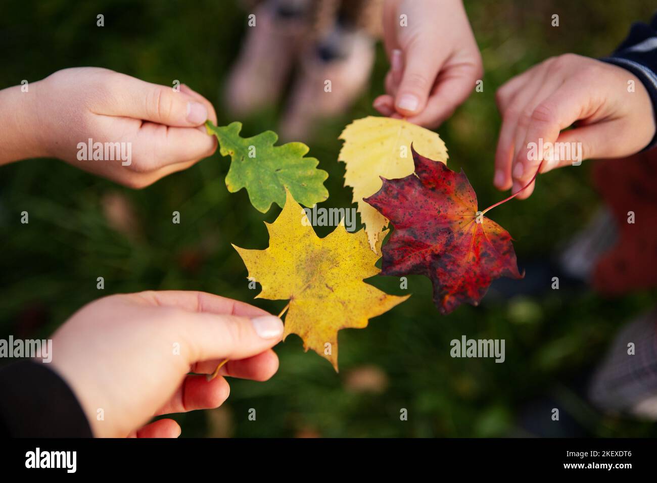 Enfants jouant avec des feuilles d'érable à l'autum Banque D'Images