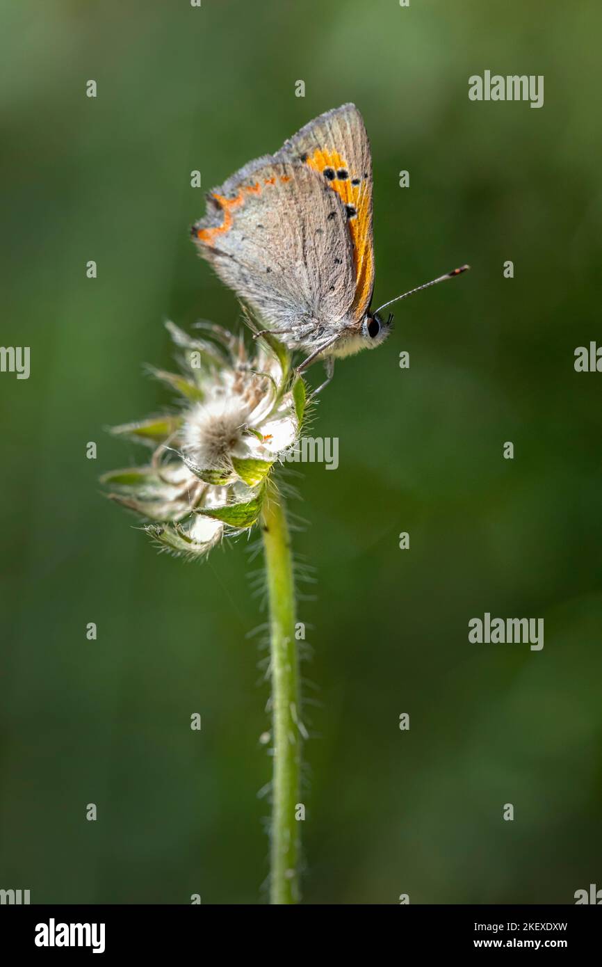 Le petit cuivre, le cuivre américain ou le cuivre commun (Lycaena phlaeas) Banque D'Images