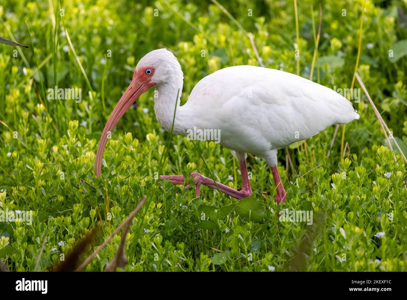 White ibis (Eudocimus albus) - Green Cay Wetlands, Boynton Beach, Floride, Etats-Unis Banque D'Images