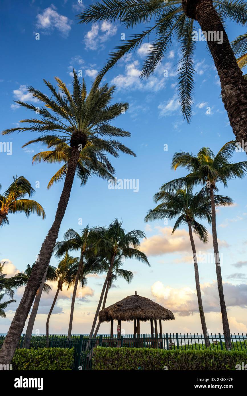Palmiers dans un ciel bleu frais au coucher du soleil - Lauderdale-by-the-Sea, Floride, États-Unis Banque D'Images