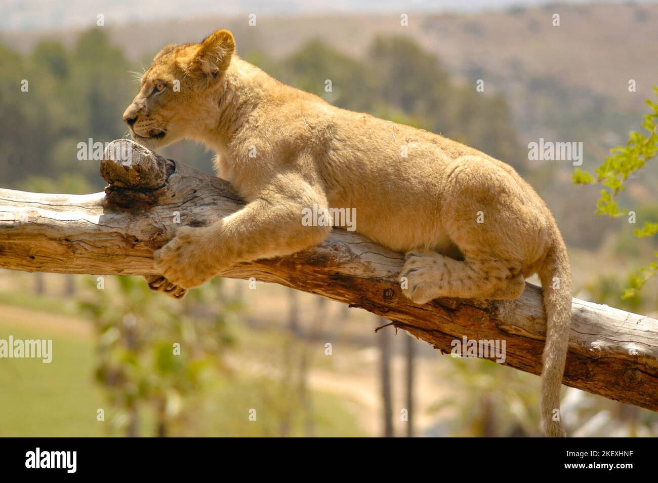 Jeune lion cub tenant et saisissant sur une branche d'arbre pour l'équilibre. Banque D'Images