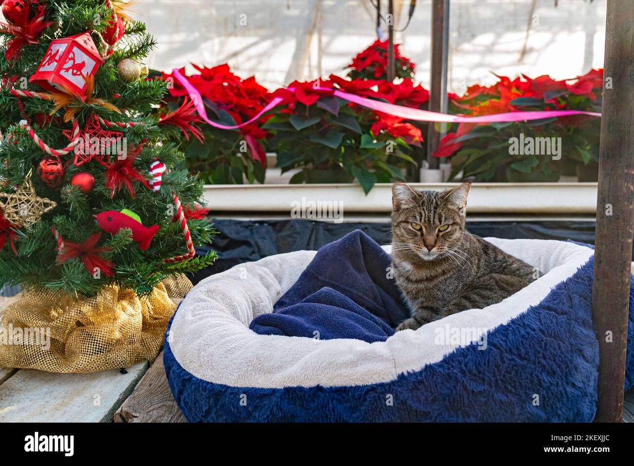 Tabby Cat à Noël Poinsettia Greenhouse Banque D'Images
