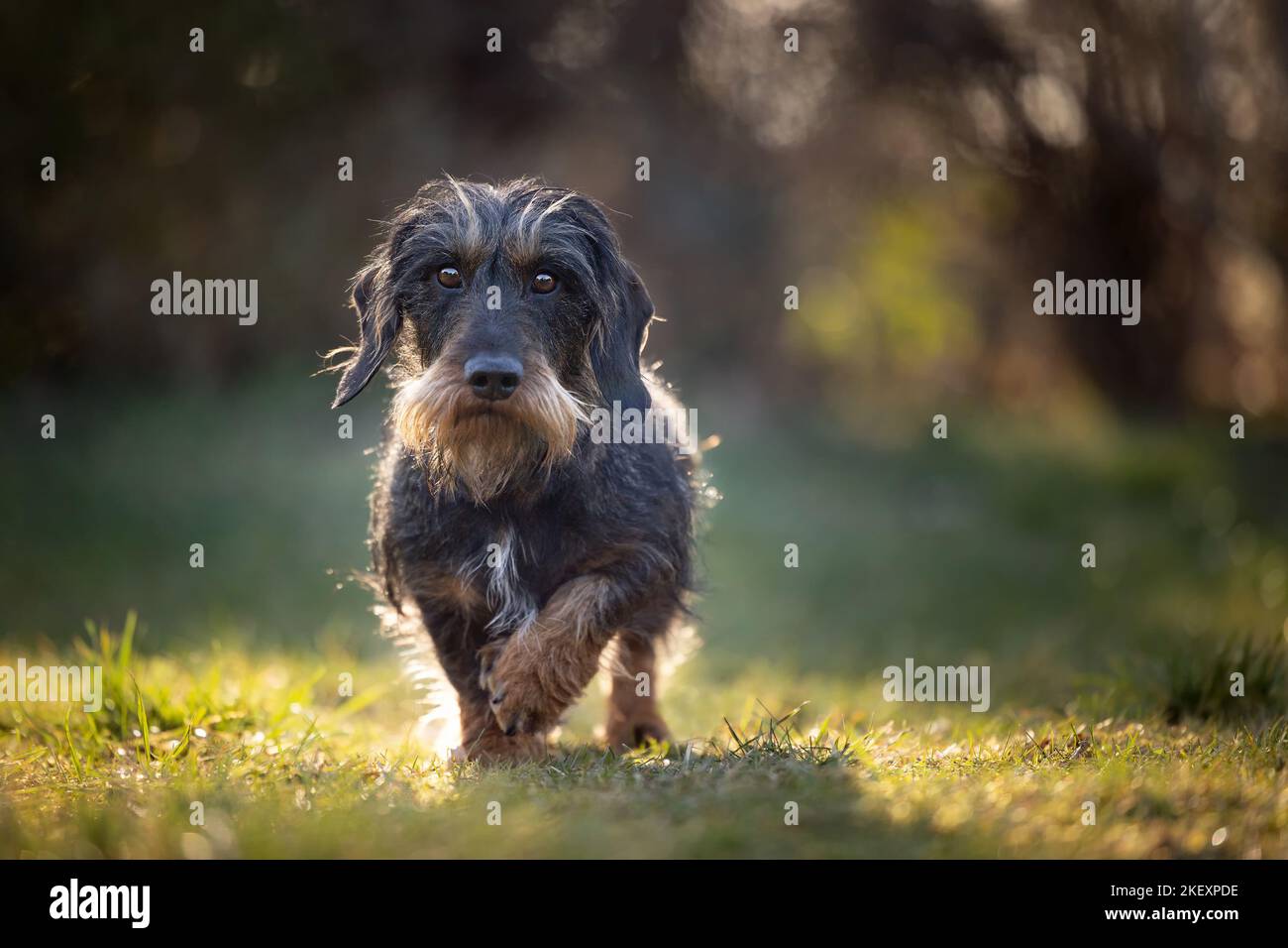 Dachshund à poil dur Banque D'Images