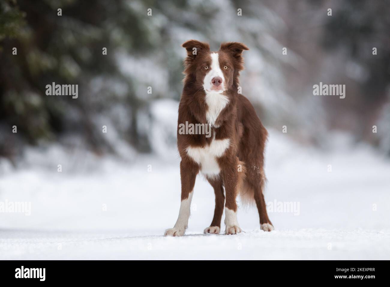 Border Collie Banque D'Images