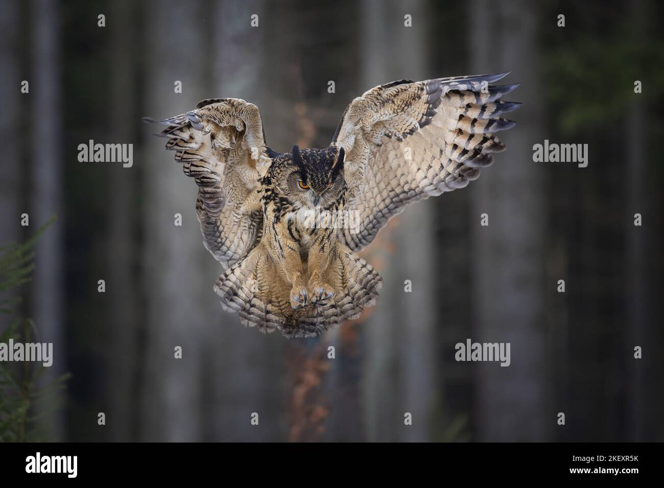 Hibou de l'aigle eurasien volant Banque D'Images