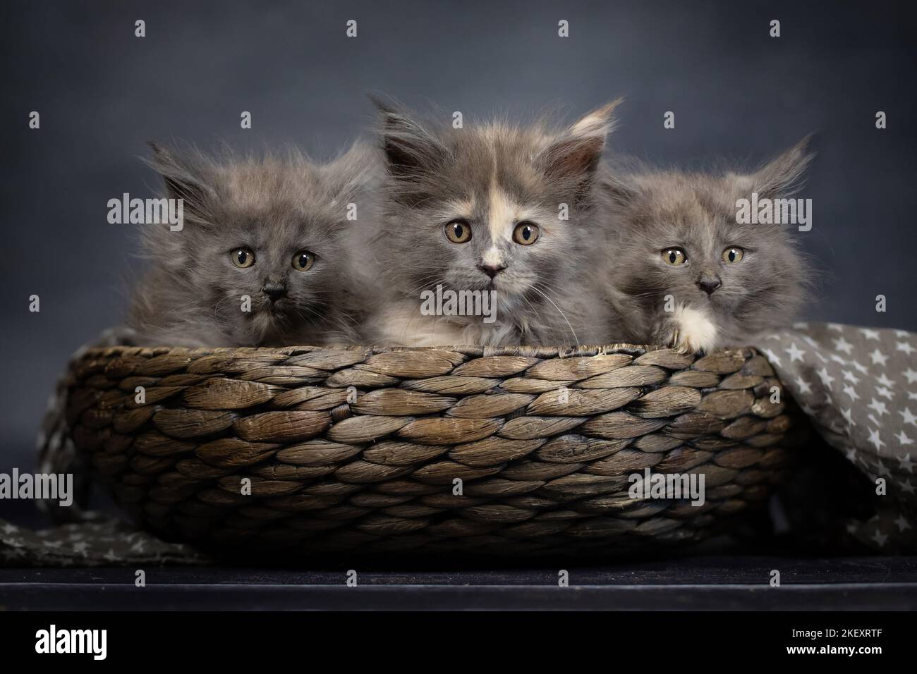 Chaton Maine Coon Banque D'Images