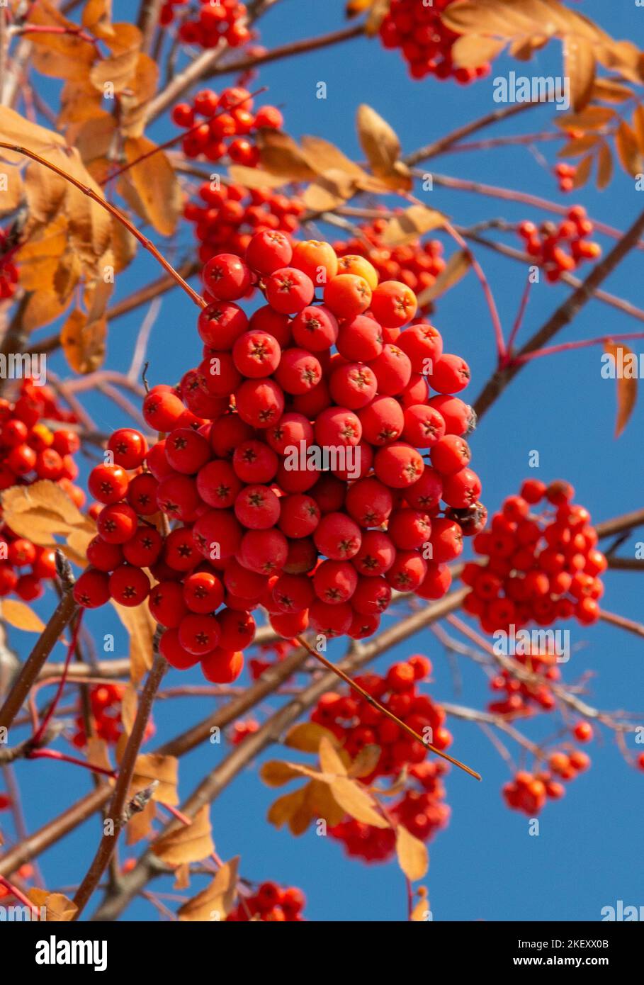 Rowan (Sorbus aucuparia) fruits et feuilles en automne. Baies de cendres de montagne sur la branche. Banque D'Images