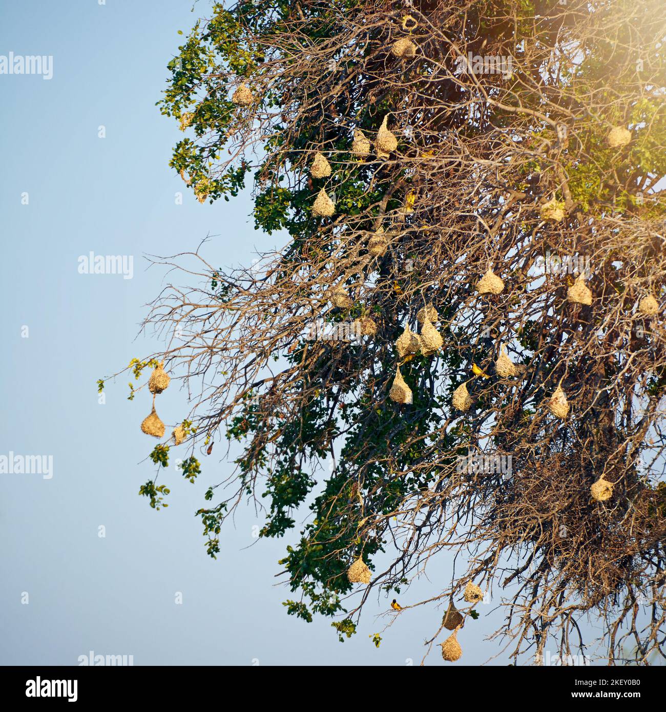 Le terrain de nidification les oiseaux nichent en hauteur dans les branches d'un arbre. Banque D'Images