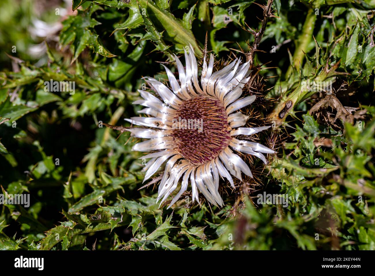 La fleur de Carlina acaulis croît dans les prairies Banque D'Images
