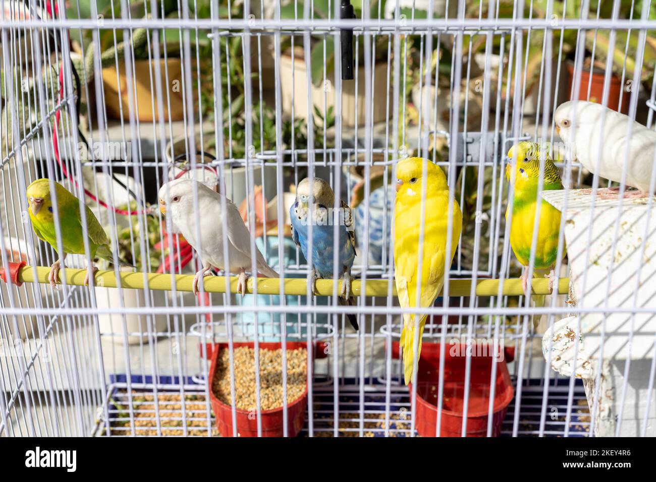 Perroquets de paraquets dans une cage avec de l'eau d'alimentation et de boisson Banque D'Images