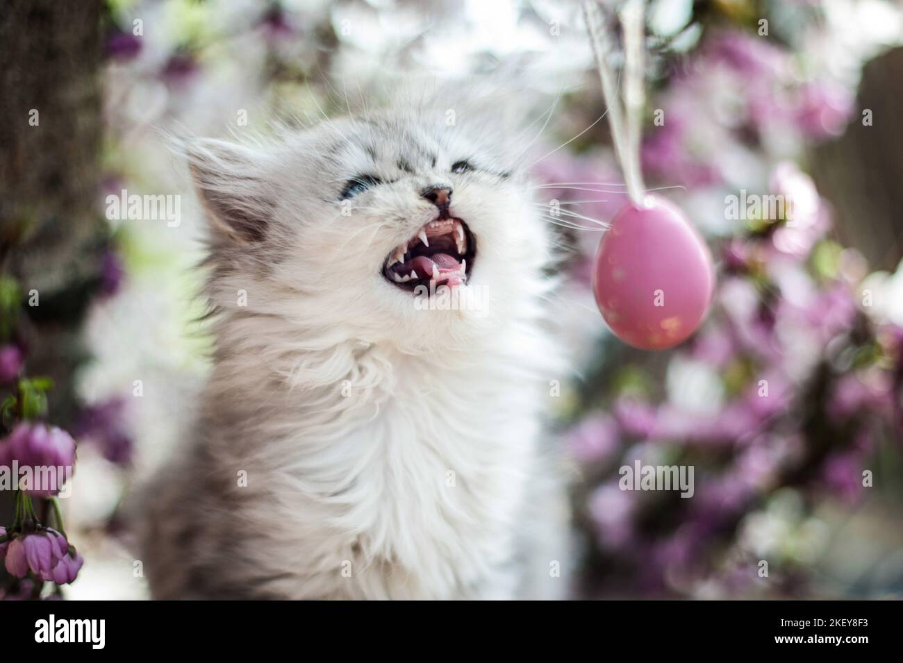 Portrait de chaton Longhair allemande Banque D'Images