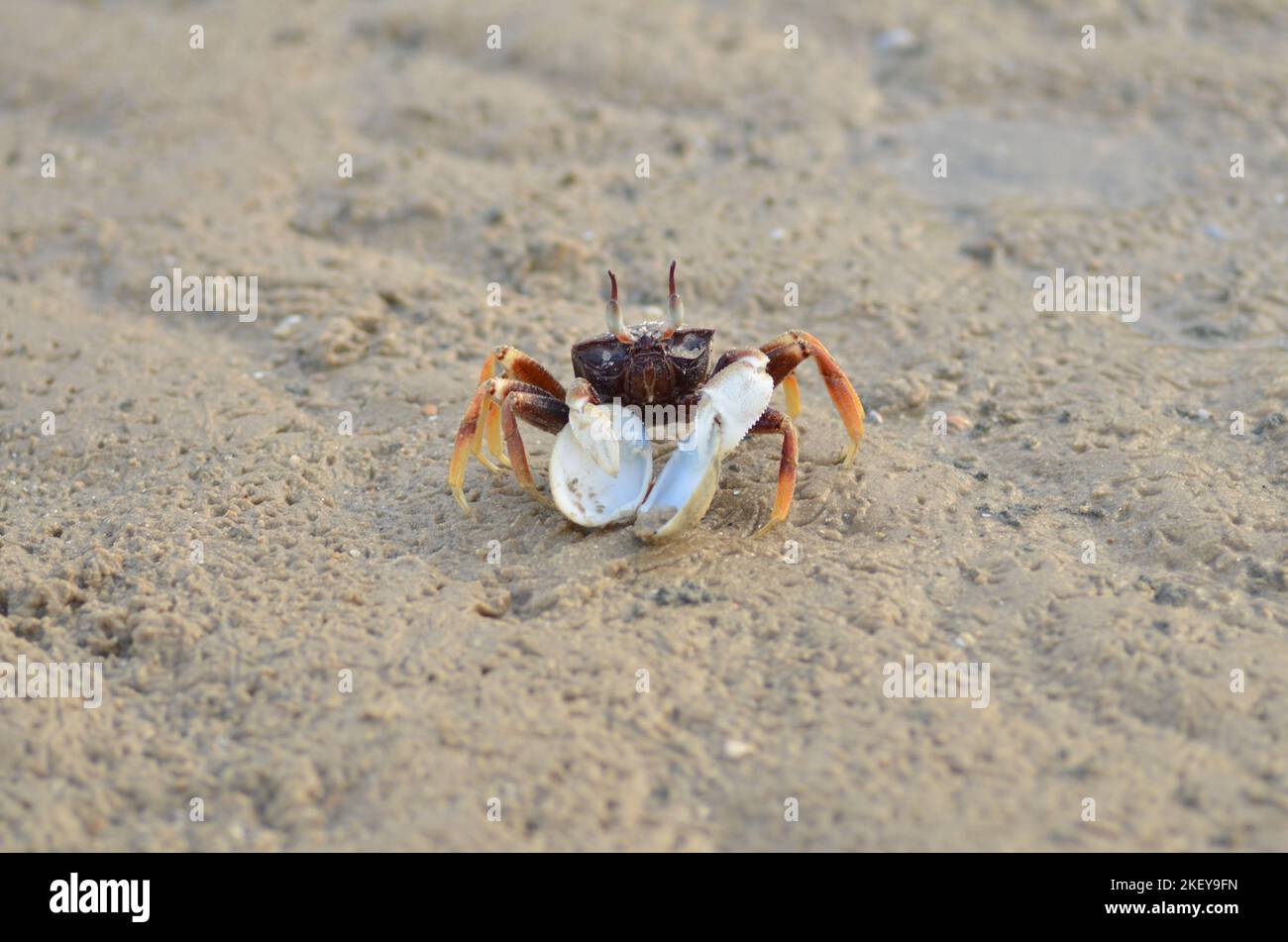 Crabe sur plage de sable île de Koh yao Noi Thaïlande Longtail Boat Banque D'Images