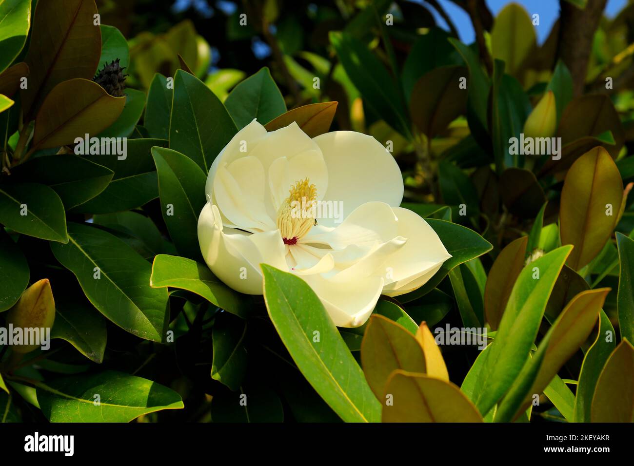 Fleur de magnolia blanche - gros plan. Banque D'Images