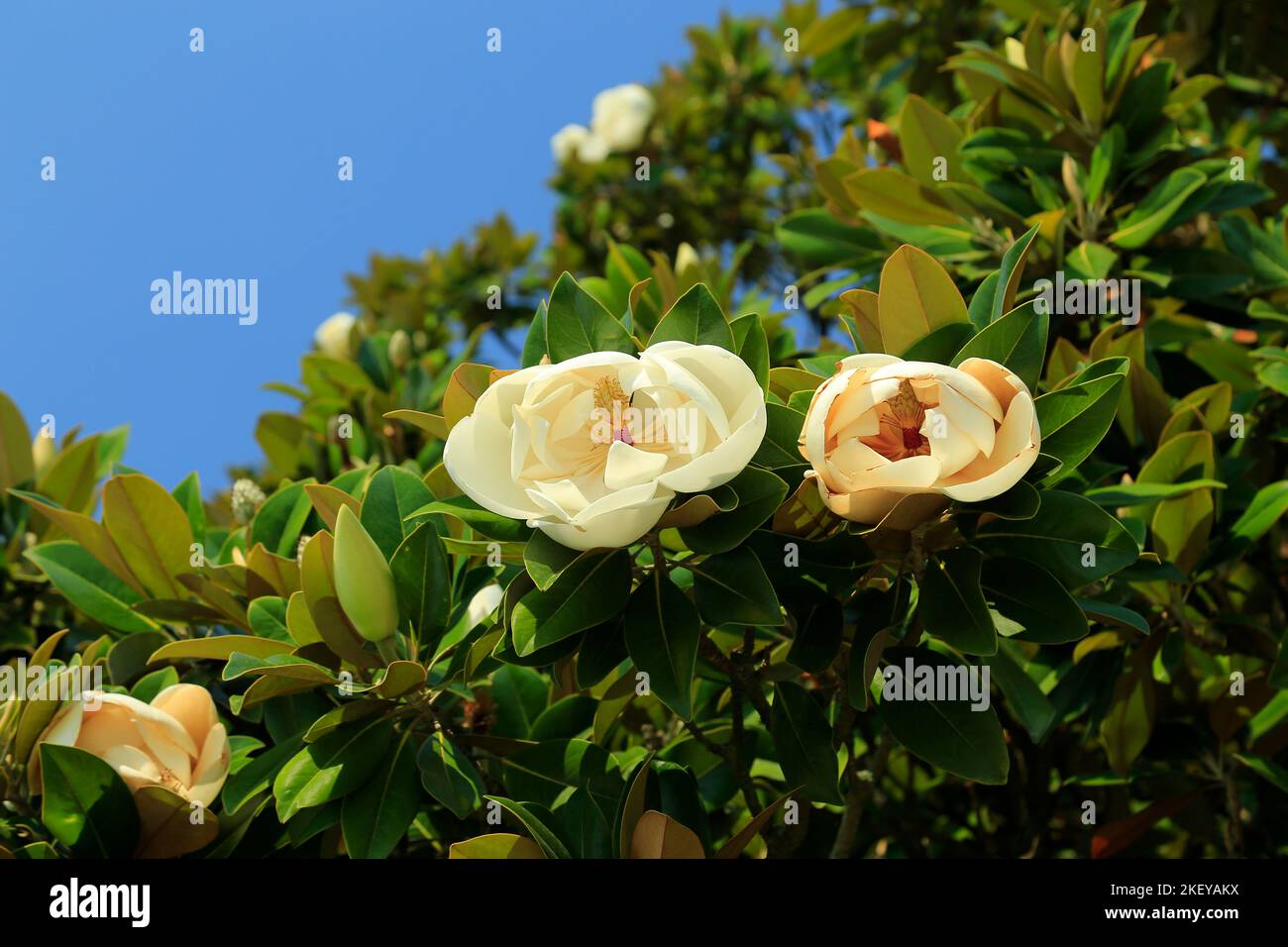 Fleur de magnolia blanche - gros plan. Banque D'Images