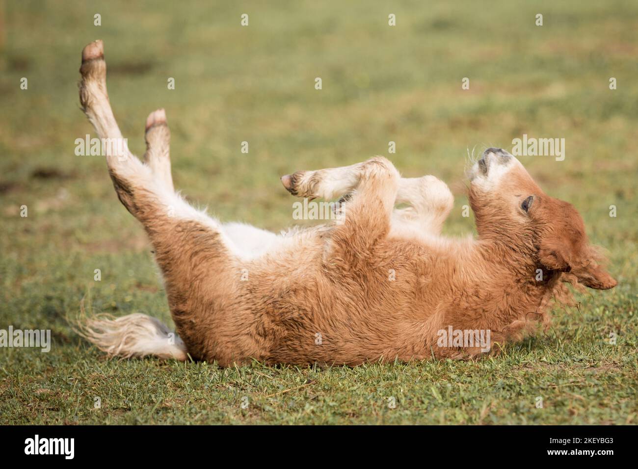 Mini Shetland Pony foal Banque D'Images