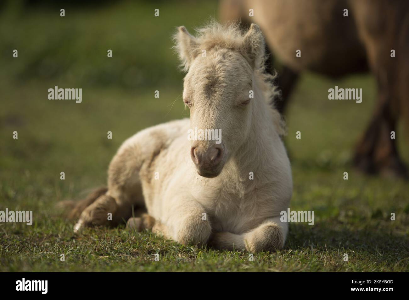 Mini Shetland Pony foal Banque D'Images
