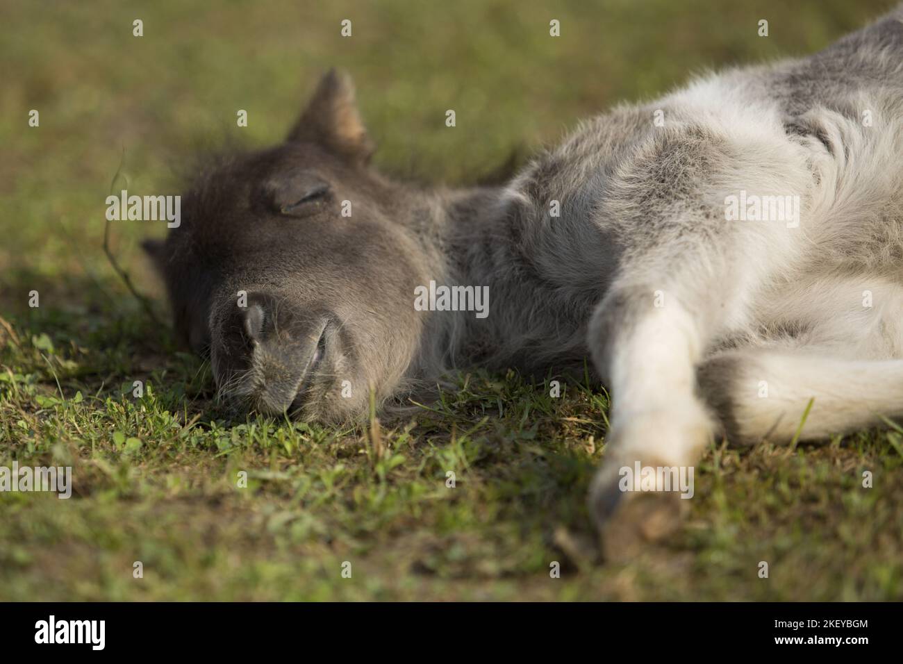 Mini Shetland Pony foal Banque D'Images
